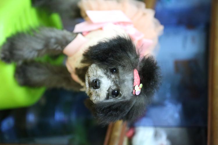 5cm × e宠商城 × 亿宠商城 宠物电商的尺寸之争与合作想象